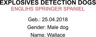 EXPLOSIVES DETECTION DOGS ENGLIHS SPRINGER SPANIEL Geb.: 25.04.2018 Gender: Male dog Name: Wallace