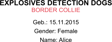 EXPLOSIVES DETECTION DOGS BORDER COLLIE Geb.: 15.11.2015 Gender: Female Name: Alice