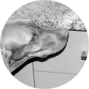 Bettwanzen Hund