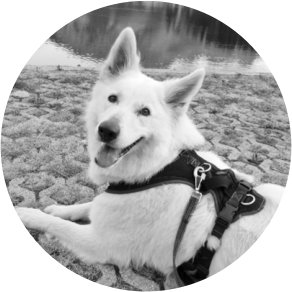 Bettwanzen Spürhund Amy