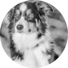 Bettwanzen Spürhund Eli