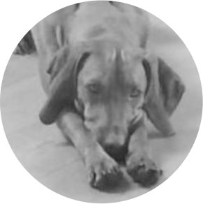 Bettwanzen Spürhund Enikö