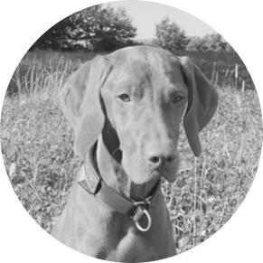 Bettwanzen Spürhund Finja