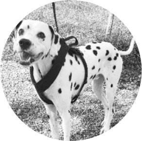 Bettwanzen Spürhund Jaro