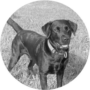 Bettwanzen Spürhund Miro