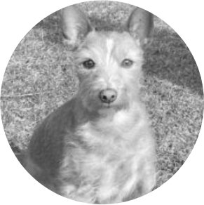 Bettwanzen Spürhund Tito