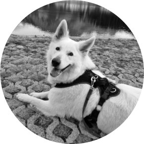 Bettwanzen Spuerhund Amy