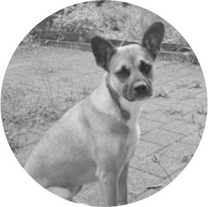 Bettwanzen Spuerhund Satori