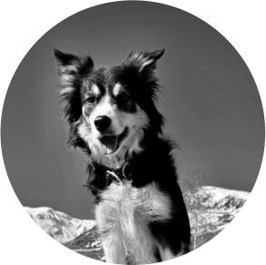 Bomb detection dog Alice