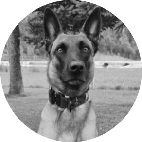 Bomb detection dog Joyce