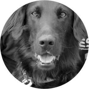 Bomb detection dog Memory