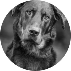Bomb detection dog Ook