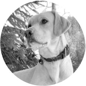 Bomb detection dogWayne
