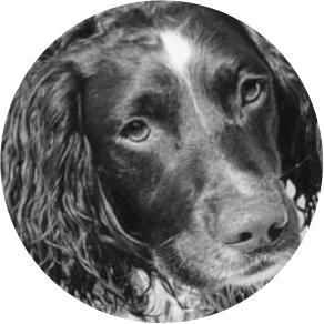 Bomb sniffer dog Wallace
