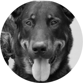 Bomb sniffer dog Barex