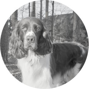 Bomb sniffer dog Fenrir