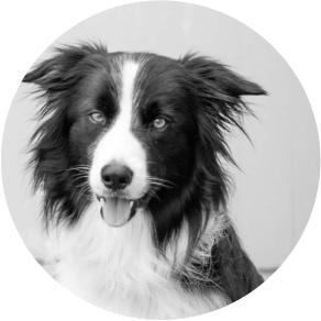 Bomb sniffer dog Muckel