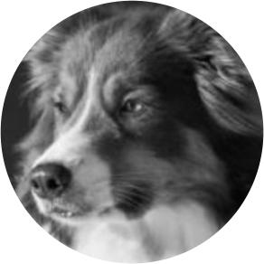 Bombensuchhund Quiny