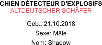 CHIEN DÉTECTEUR D'EXPLOSIFS ALTDEUTSCHER SCHÄFER Geb.: 21.10.2018 Sexe: Mâle Nom: Shadow