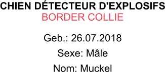 CHIEN DÉTECTEUR D'EXPLOSIFS BORDER COLLIE Geb.: 26.07.2018 Sexe: Mâle Nom: Muckel
