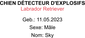 CHIEN DÉTECTEUR D'EXPLOSIFS Labrador Retriever Geb.: 11.05.2023 Sexe: Mâle Nom: Sky