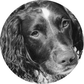 Bombenspürhund Wallace