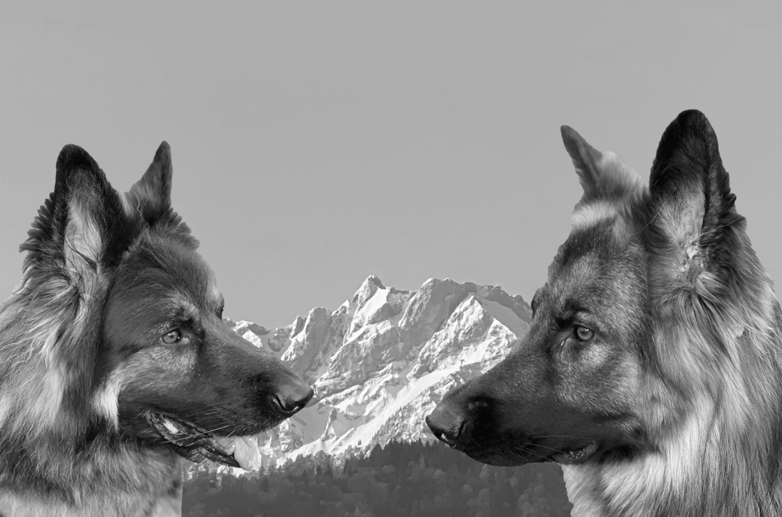 Chiens renifleurs, explosifs, punaises de lit et argent liquide
