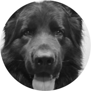 Chien détecteur d'explosifs Shadow