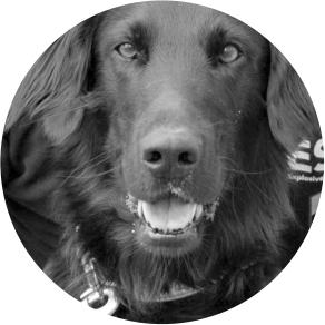 Chien détecteur de bombes Memory