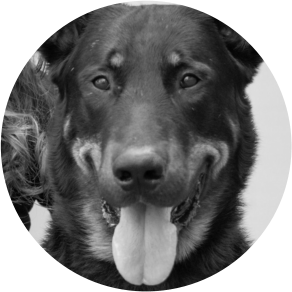 Chien de détection d'explosifs Barex