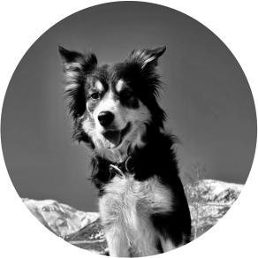 Chien de détection des explosifs Pira