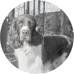 Chien de recherche d'explosifs Fenrir