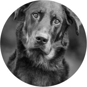 Chien de recherche de bombe Ook