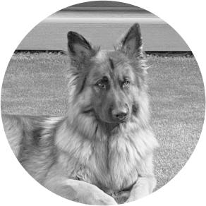 Chien de recherche de bombesAxyro