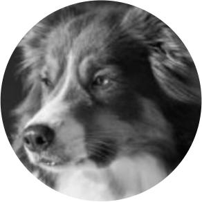 Chien de recherche de bombes Quiny