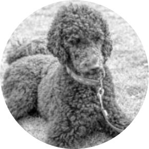 Chien de recherche de punaises de lit Django