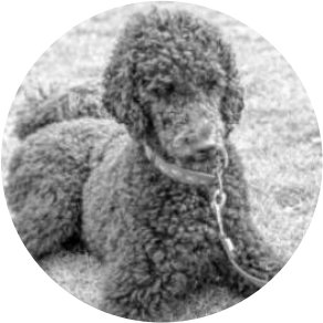 Chien de recherche de punaises de lit Django