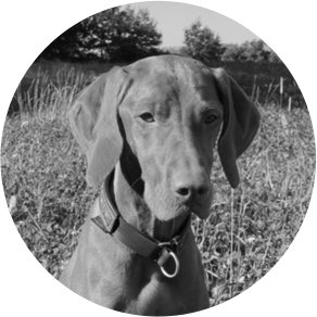 Chien de recherche de punaises de lit Finja