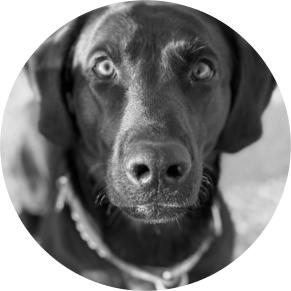 Sprengstoffspürhund Joyce