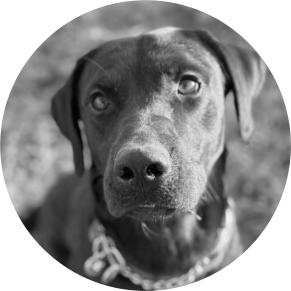 Sprengstoffspürhund Joyce