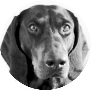 Sprengstoffspürhund Joyce