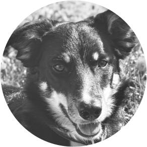 Sprengtsoffspuerhund Pira