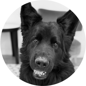 Sprengstoff-Spuerhund Shadow