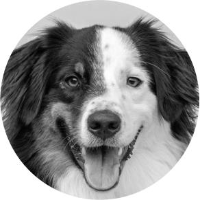 Sprengstoffspürhund Barex