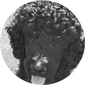Sprengstoffspuerhund Mikesch