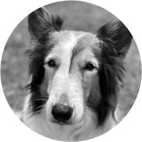Sprengstoffspuerhund Neo