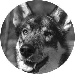 Sprengstoffspuerhund Neo