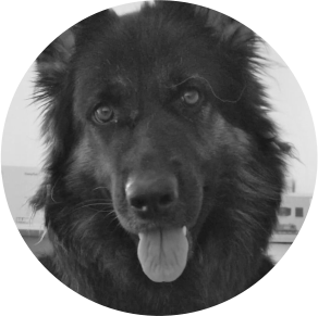 Sprengstoffspuerhund Neo