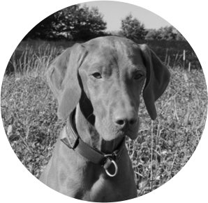 Spuerhund Bettwanzen Finja